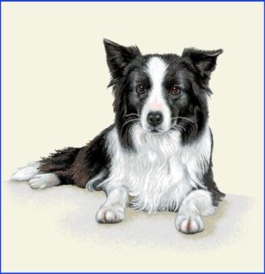 Câine Border Collie - Pernă decorativă