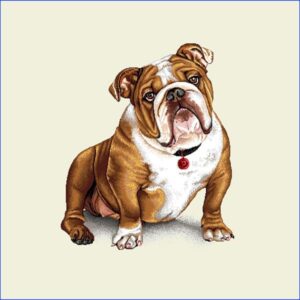 Caine Bulldog - Pernă decorativă