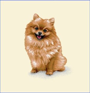 Câine Pomeranian - Pernă decorativă