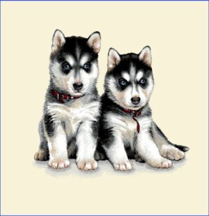 Cățeluși Husky - Pernă decorativă