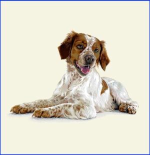 Dog Breton Spaniel - Pernă decorativă