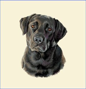 Dog - Pernă decorativă Jacquard 60