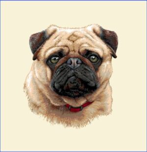 Pug Puppy - Pernă decorativă Pug Puppy - Pernă decorativă