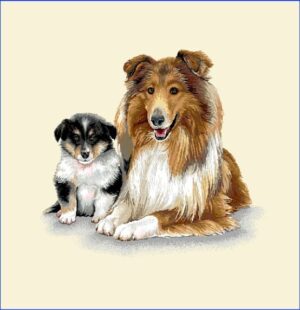 Puppies Collie - Pernă decorativă